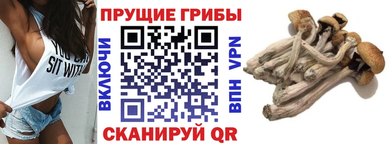 Псилоцибиновые грибы мицелий  hydra как войти  Костомукша 